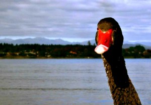 Taupo Lake, Taupo, New Zealand. Photo credit: Belu.
