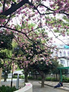 At least someone is trying to get his party blooms on; photo credit: Jessica Awanohara.