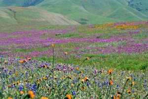 A profusion of wildflowers in Arvin. Photo credit: Cinda MacKinnon.