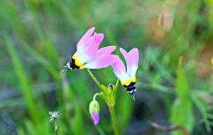Dodecatheon clevelandii, aka shooting star. Photo credit: Cinda MacKinnonn.