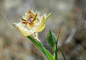 Calochortus tiburonensis. Photo credit: Cinda MacKinnon.