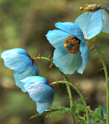 Svetlana_blueflowers