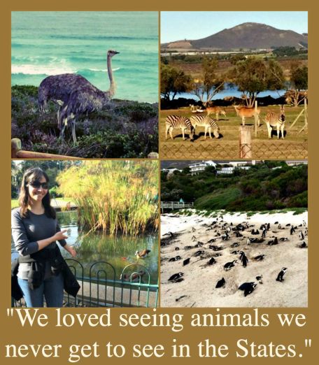 South African animals collage