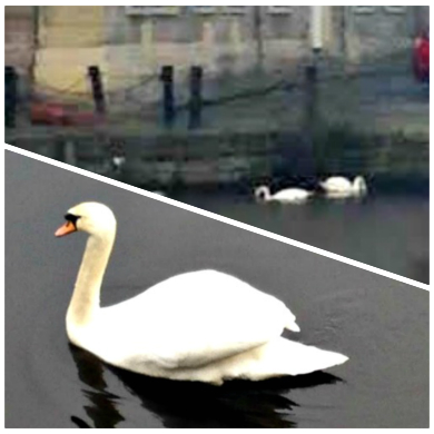 THE LONE SWAN: A metaphor for the peripatetic expat? Photos supplied.